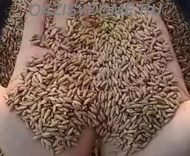 Посеем рожь овес ячмень и кукурузу песня