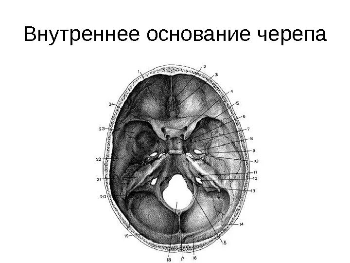 Внутреннее основание черепа топографическая анатомия. Строение внутренней поверхности основания черепа. Топография основания черепа. Внутреннее основание черепа схема. Мозговое основание черепа