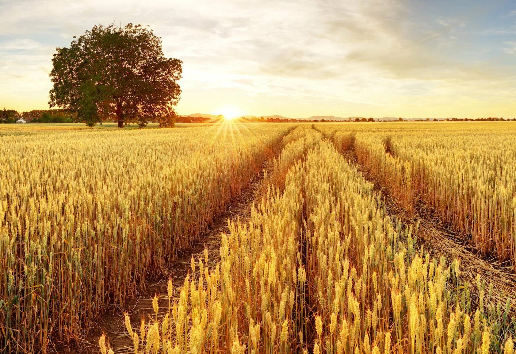«Пшеничное поле — Противостояние» (Нью-Йорк, США). Пшеничная Долина. Пшеничное поле Кисловодск. Пшеничный штат Канзас уборка пшеницы. Пшеничные страны