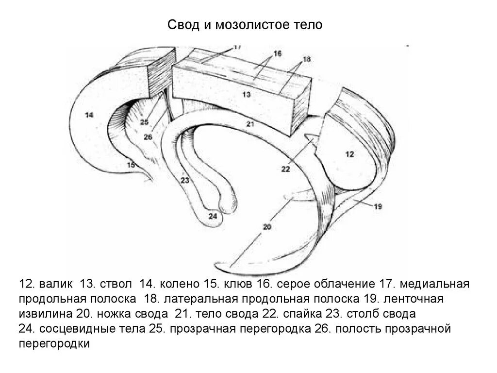 Свод функция. Строение мозолистого тела и свода. Строение мозолистого тела анатомия. Колено мозолистого тела головного мозга. Мозолистое тело свод анатомия.