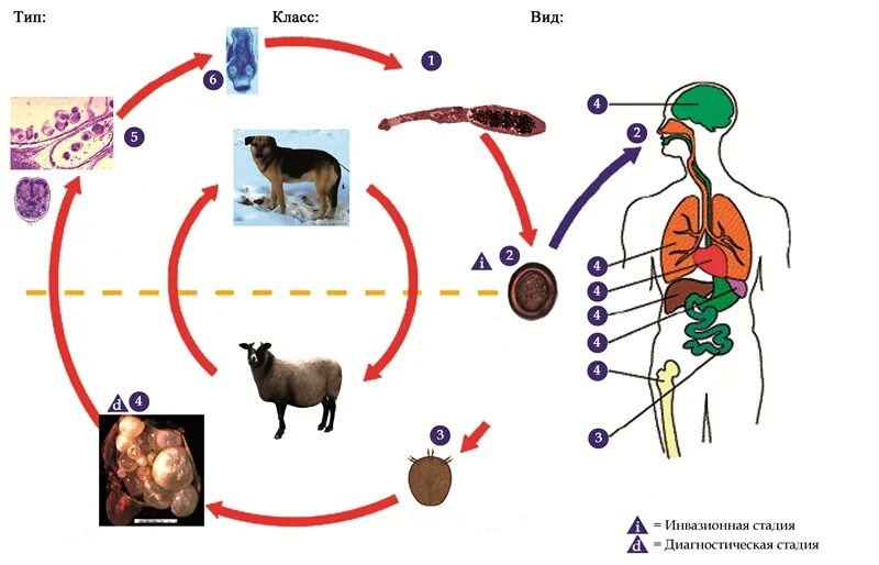 Может ли человек заразиться эхинококком. Жизненный цикл эхинококка схема. Echinococcus granulosus инвазионная стадия. Эхинококк инвазионная стадия.