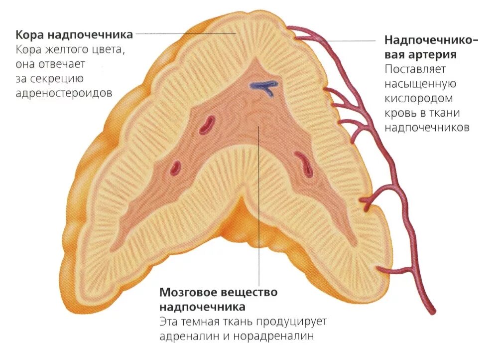 Строение коры надпочечников. 3 Зоны коры надпочечников. Надпочечники строение анатомия.