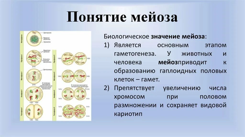 Мейоз основа полового размножения. Схема мейоза 10 класс. Стадии мейоза биология 9. Набор хромосом после 1 деления мейоза. Деление клеток 9 класс биология мейоз.