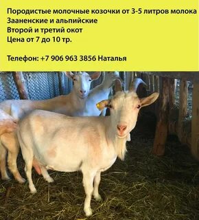 Породы коз без запаха молока