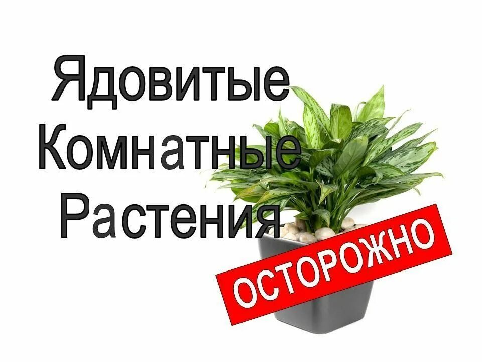 Домашние цветы опасные для людей. Комнатные растения. Ядовитые цветы комнатные. Ядовитые комнатные рас. Комнатные цветы вредные для здоровья.