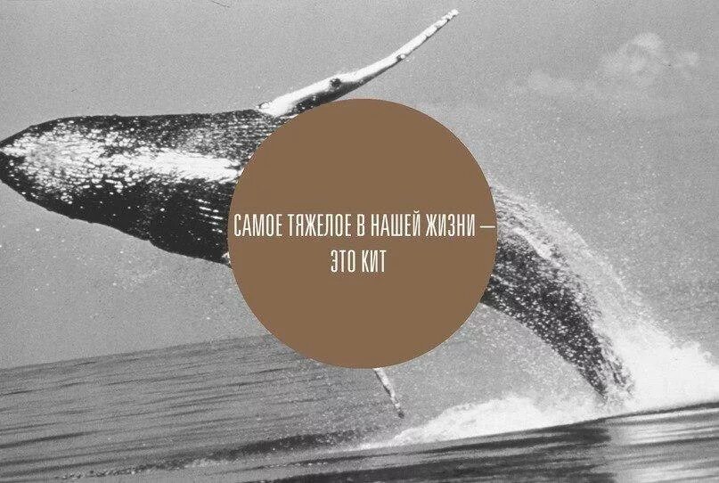шутки про китов. первые 40 лет детства самые сложные в жизни. секреты успеха великих людей цитаты. в жизни бывают трудные моменты. фраза дня.