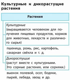 Сходства дикорастущих и культурных растений