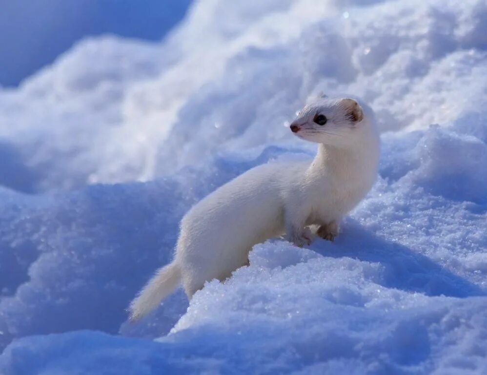 Ласка животное с добычей. Ласка хорек куница горностай норка. Ласка животное. Ласка обыкновенная (mustela nivalis). Weasel mustela nivalis.