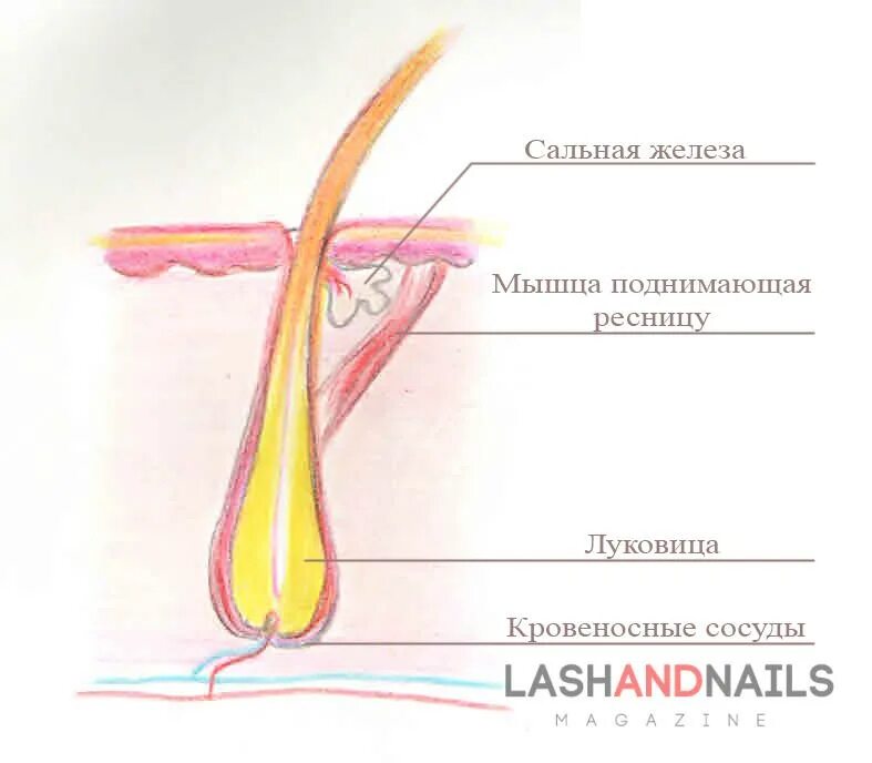 Корень луковица волоса. Строение волосяного фолликула схема. Анатомия ресницы строение функции фазы роста. Строение ресницы корень и стержень. Строение ресницы в фолликуле.