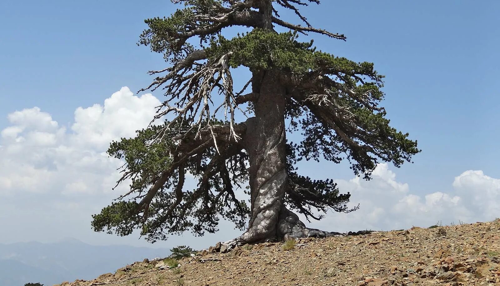 хвойный долгожитель. дерево мафусаил самое старое в мире. Pinus longaeva. кашинская сосна. сосна долгожитель.