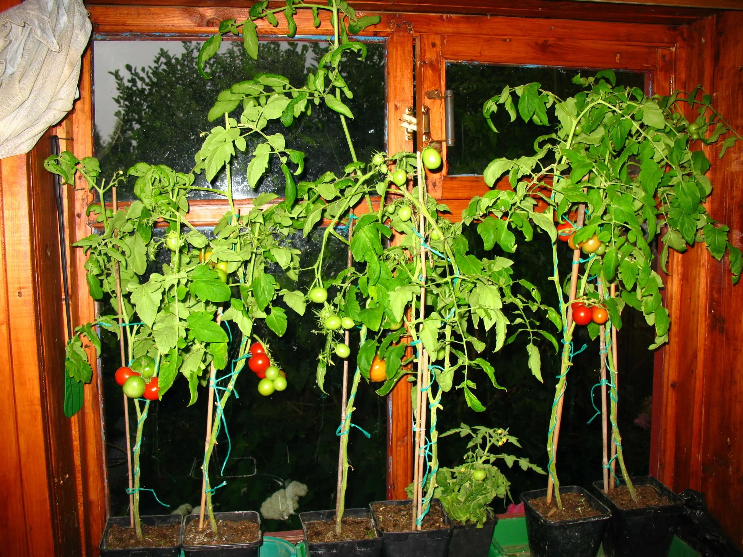 Помидоры на окне выращивание. Черри балконное чудо. Подвязывание томатов черри. Подвязка помидор черри. Рассада помидор балконное чудо.