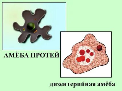Амеба распространение