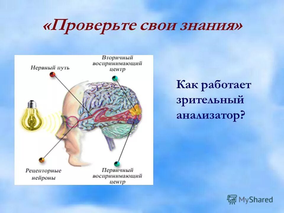 Понятие об анализаторах зрительный анализатор. Анализаторы зрительный анализатор строение. Схема строения зрительного анализатора. Строение анализатора. Вывод по теме анализаторы зрительный анализатор.