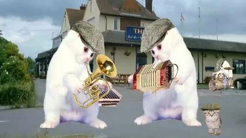 Поющий кот видео