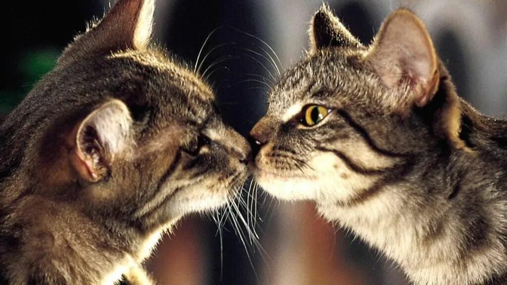 Кошки. Котики целуются. Влюбленные котики. Люблю тебя котик.