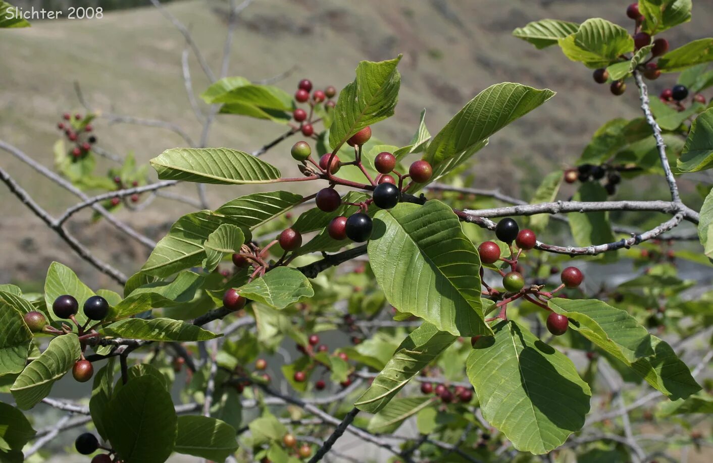 Крушина дерева и листьев. Rhamnus purshiana. крушина ломкая (ольховидная). крушина ломкая жостер. крушина ольховидная дерево.