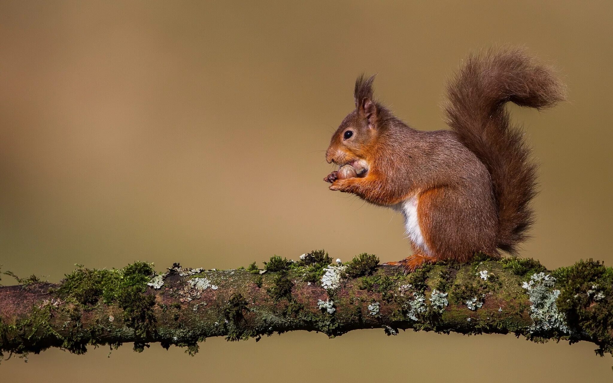 Белка р п. Белка р п. Белка телеутка. Sciurus vulgaris leucourus. Коричневые белки.