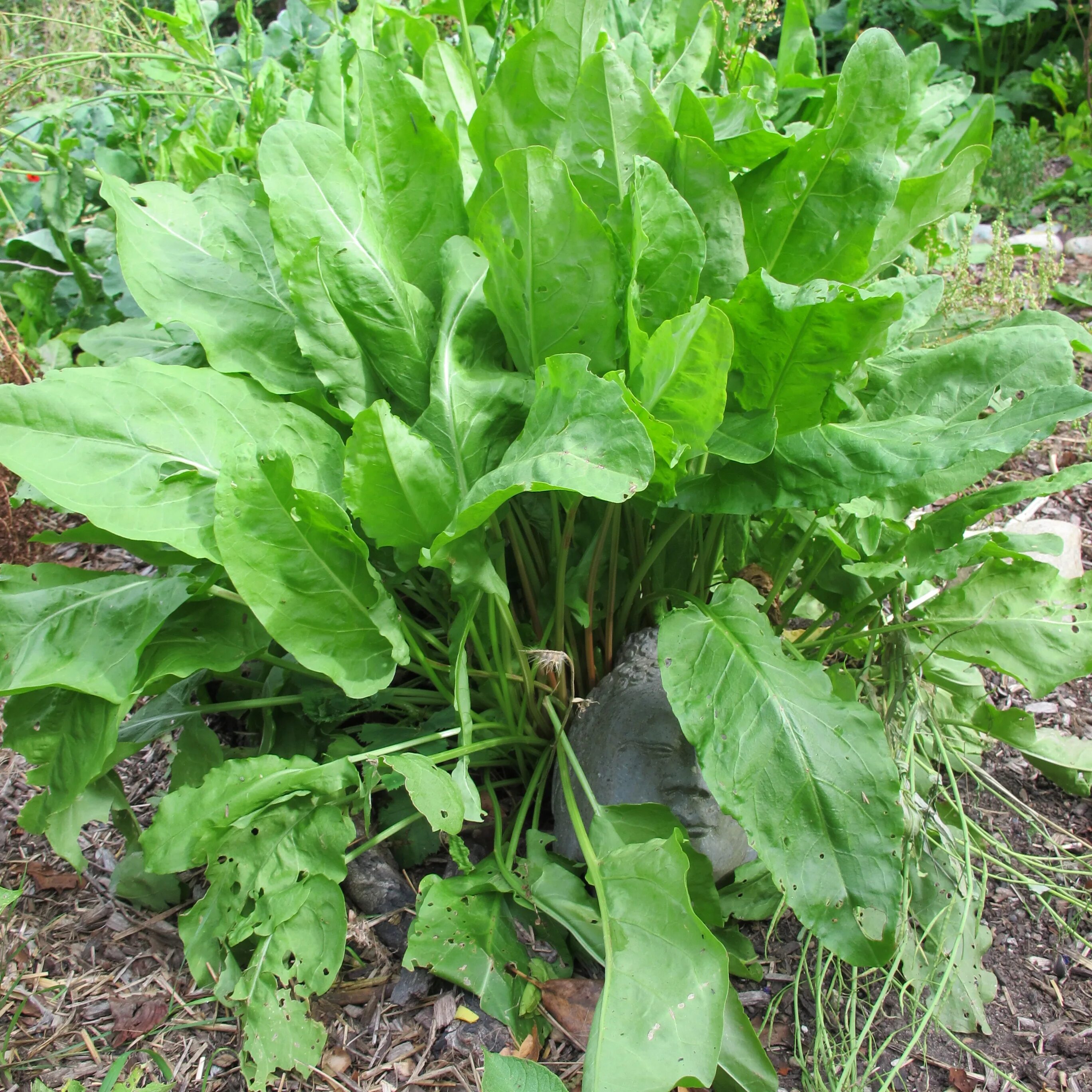 Как выглядит щавель форма половых. Щавель курчавый (rumex crispus). щавель шпинатный. конский щавель шпинатный. щавель шпинатный дикий.