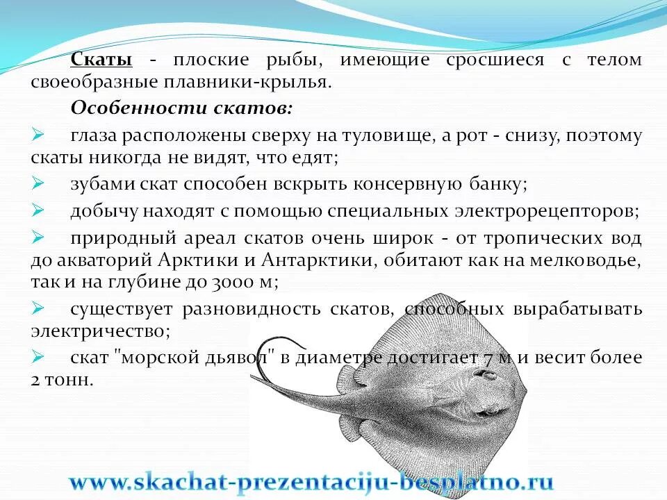 Скат рыба символ чего. Скаты характеристика. Общая характеристика скатов. Строение ската. Отряд скаты общая характеристика.