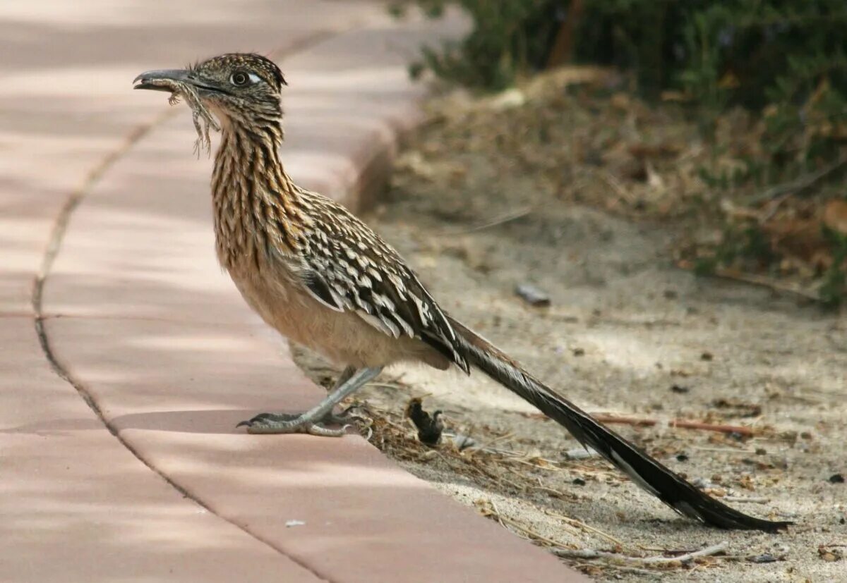 Калифорнийская кукушка подорожник. Калифорнийская кукушка подорожник. Калифорнийская земляная кукушка. Geococcyx californianus. Калифорнийская кукушка подорожник.