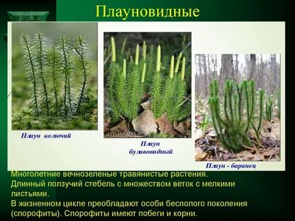 Краткое содержание отделы папоротниковидные плауновидные хвощевидные