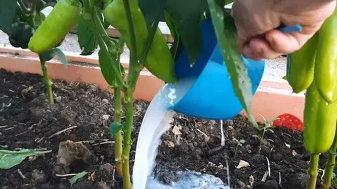 Урожайный огород подкормка перца. Урожайный огород подкормка перца. Подкормка перца. Подкормка перца. Урожайный огород подкормка перца.