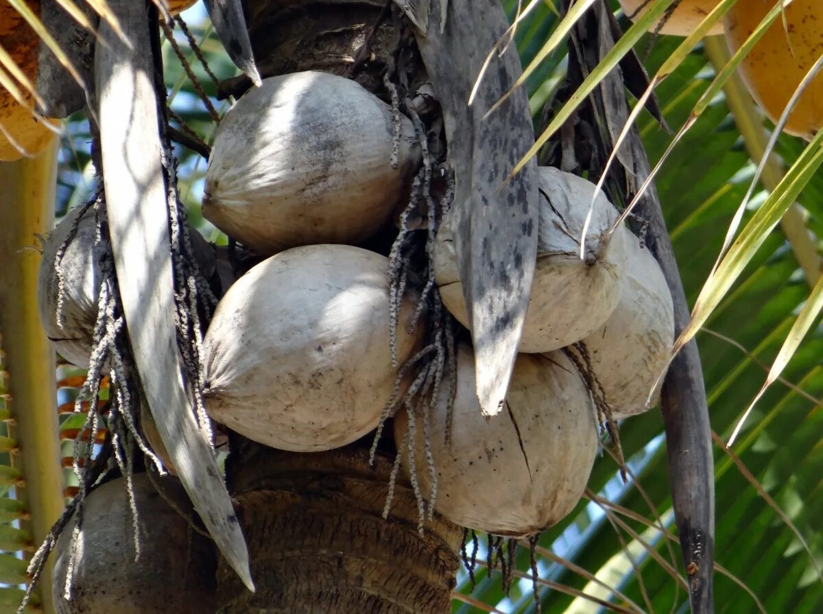 Кокосовая пальма (cocos nucifera). Кокос в природе. Ареал кокосовой пальмы. Пальма с кокосами. Кокосовые пальмы в меланезии.