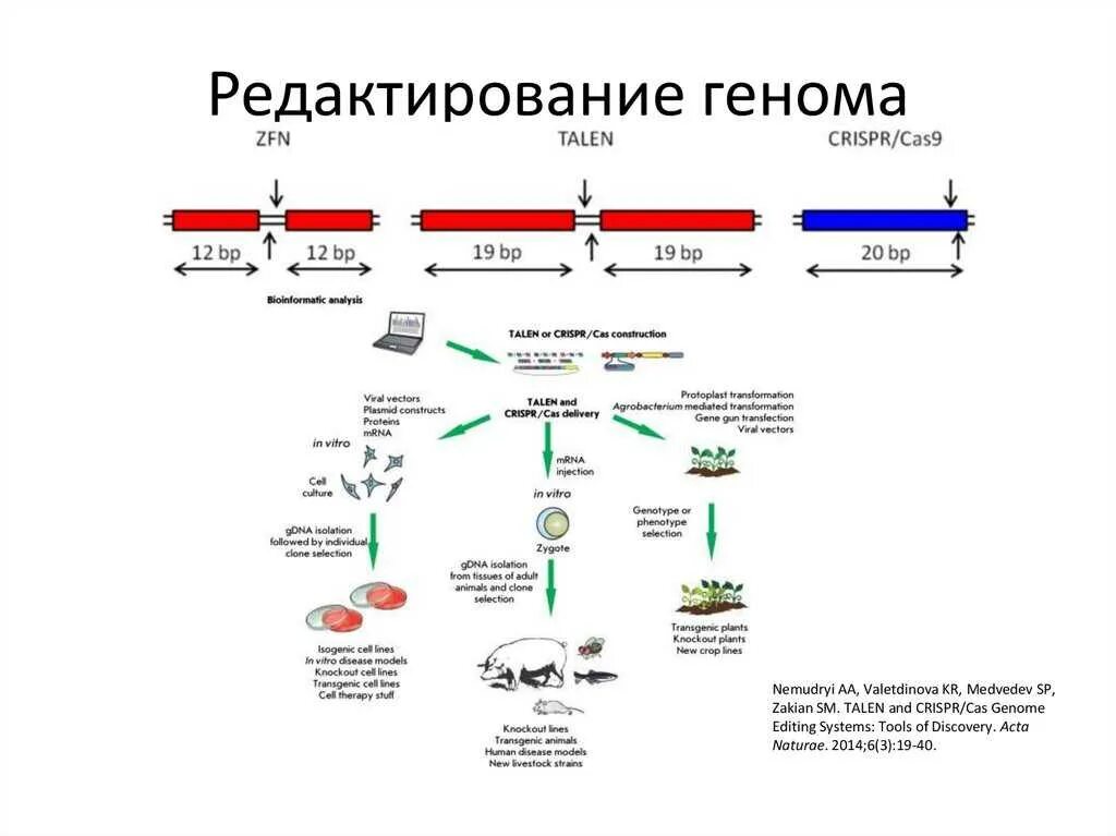 Геном введение. Редактирование генома человека. цели геномного редактирования. геномные редакторы что это. методы редактирования генома схема.