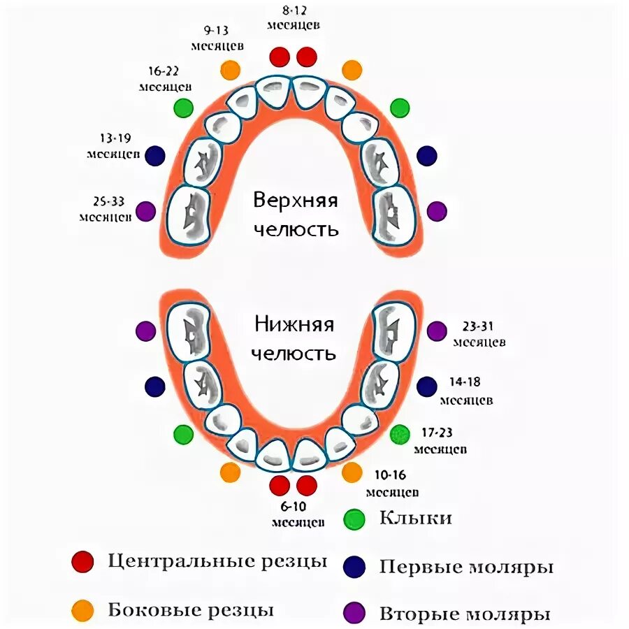 В 3 года сколько зубов должно быть. Порядок зубов у малышей. Схема зубов у ребенка. График прорезывания зубов до 3 лет.