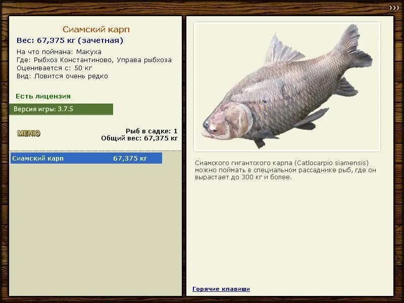 русская рыбалка 3 озерная форель вуокса. рыбхоз константиново. рыбхоз константиново русская рыбалка. русская рыбалка 3 7 6 рыбхоз константиново карп. рыбхоз константиново ручьевая форель.
