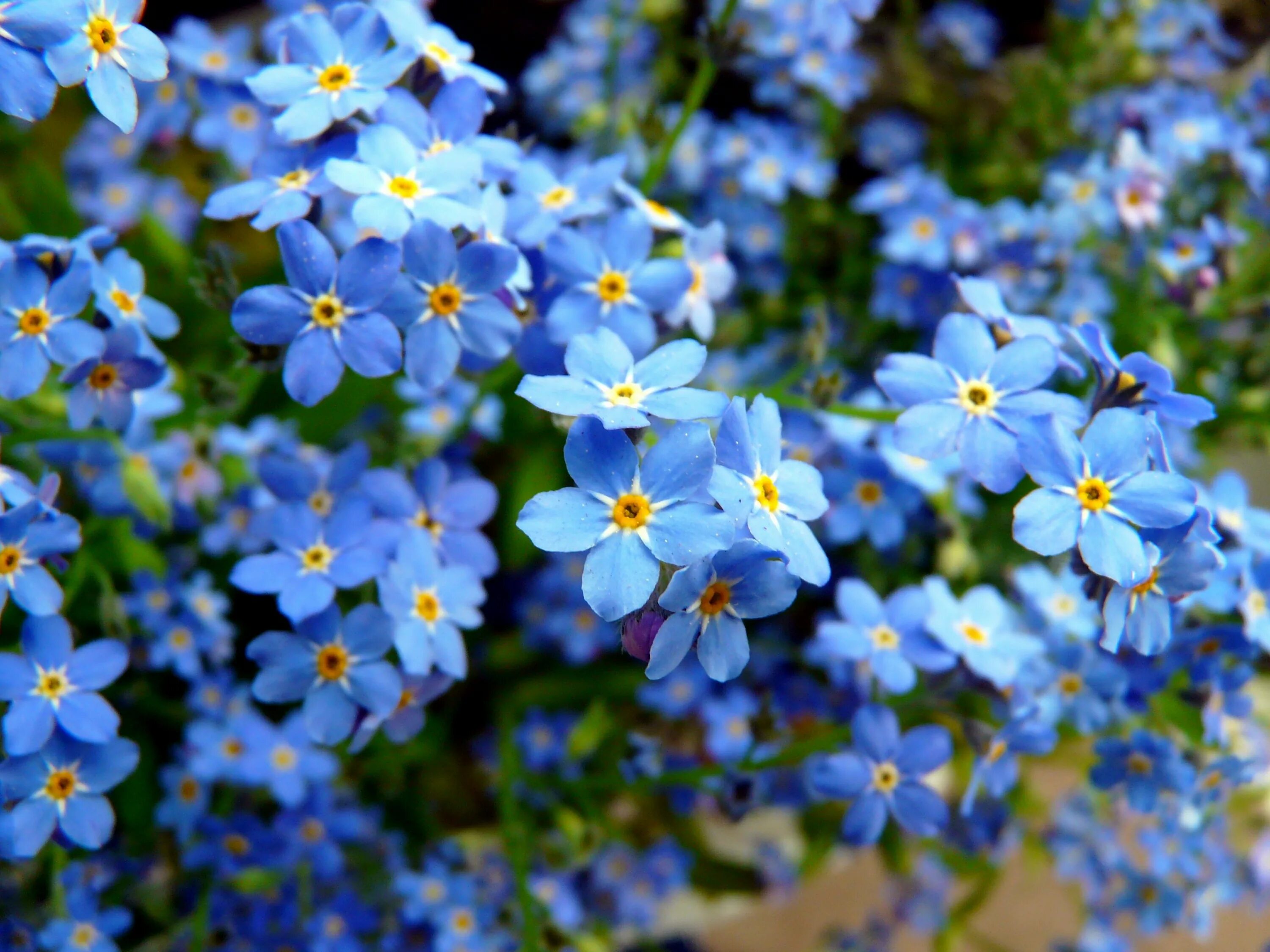 Мелкие цветы голубого цвета. Незабудка крупноцветковая. Незабудка Енисейская. Незабудка низкорослая. Незабудка Садовая голубая.