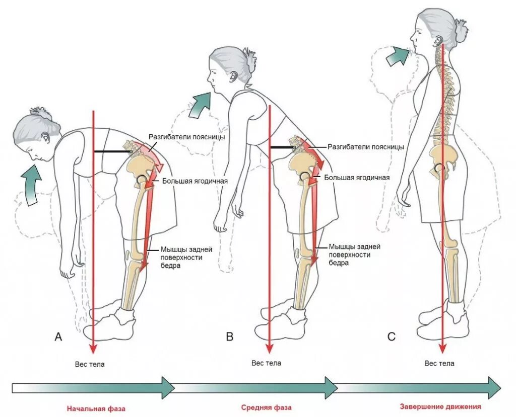 Нагрузка на позвоночник. Правильный изгиб поясницы. Распределение нагрузки на позвоночник. Осевая нагрузка на позвоночник. Движения поясничного отдела позвоночника
