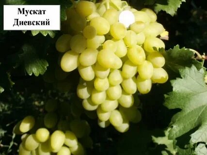 Виноград 42