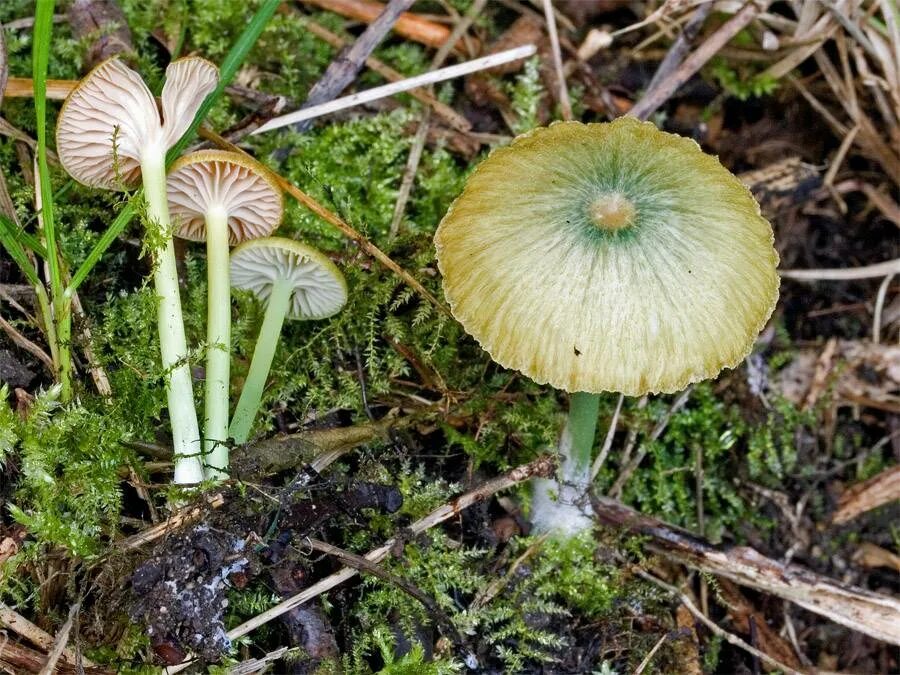 Ядовитые пластинчатые грибы. Энтолома Седая. Энтолома гриб поганка. Mycena cyanorrhiza. Энтолома Садовая.