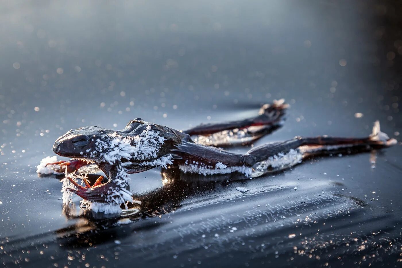 Анабиоз лягушки. Древесная лягушка на Аляске. Замерзшая лягушка.