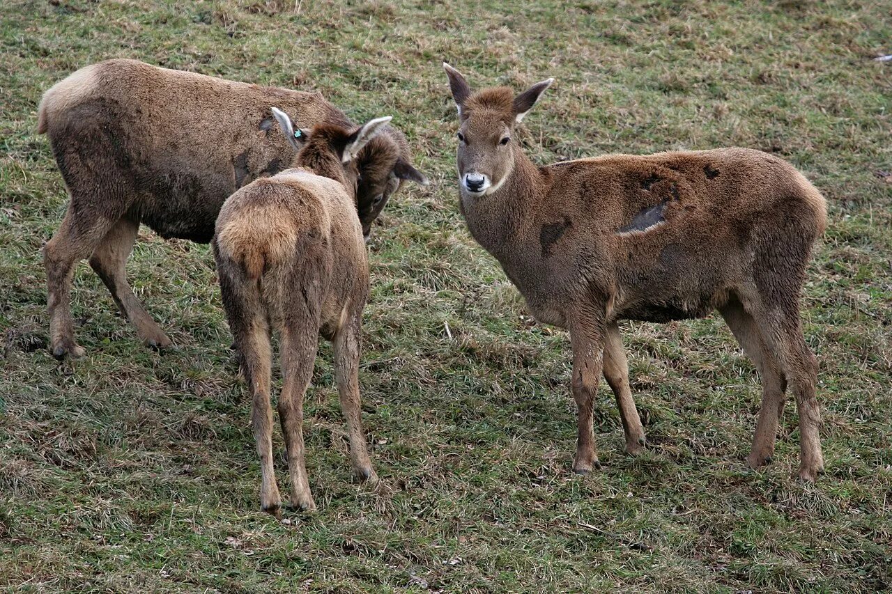 Cervus elaphus canadensis. Cervus albirostris. Благородный олень самка. Самка оленя с рогами.