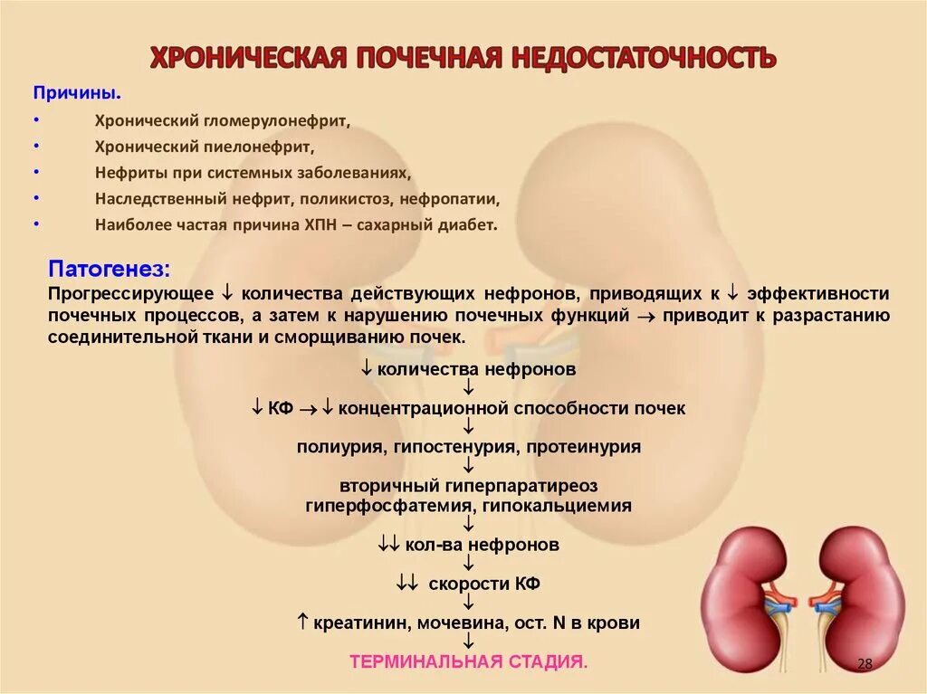 Почечная недостаточность симптомы и показатели. Хроническая почечная недостаточность (ХПН). Хроническая почечная недостаточность ХБП С