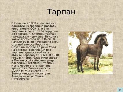 Аптека тарпан