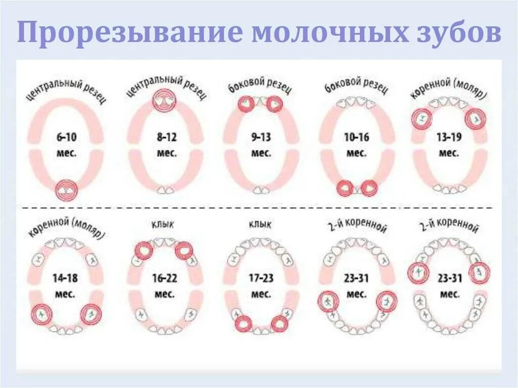 Сколько длится температура при прорезывании