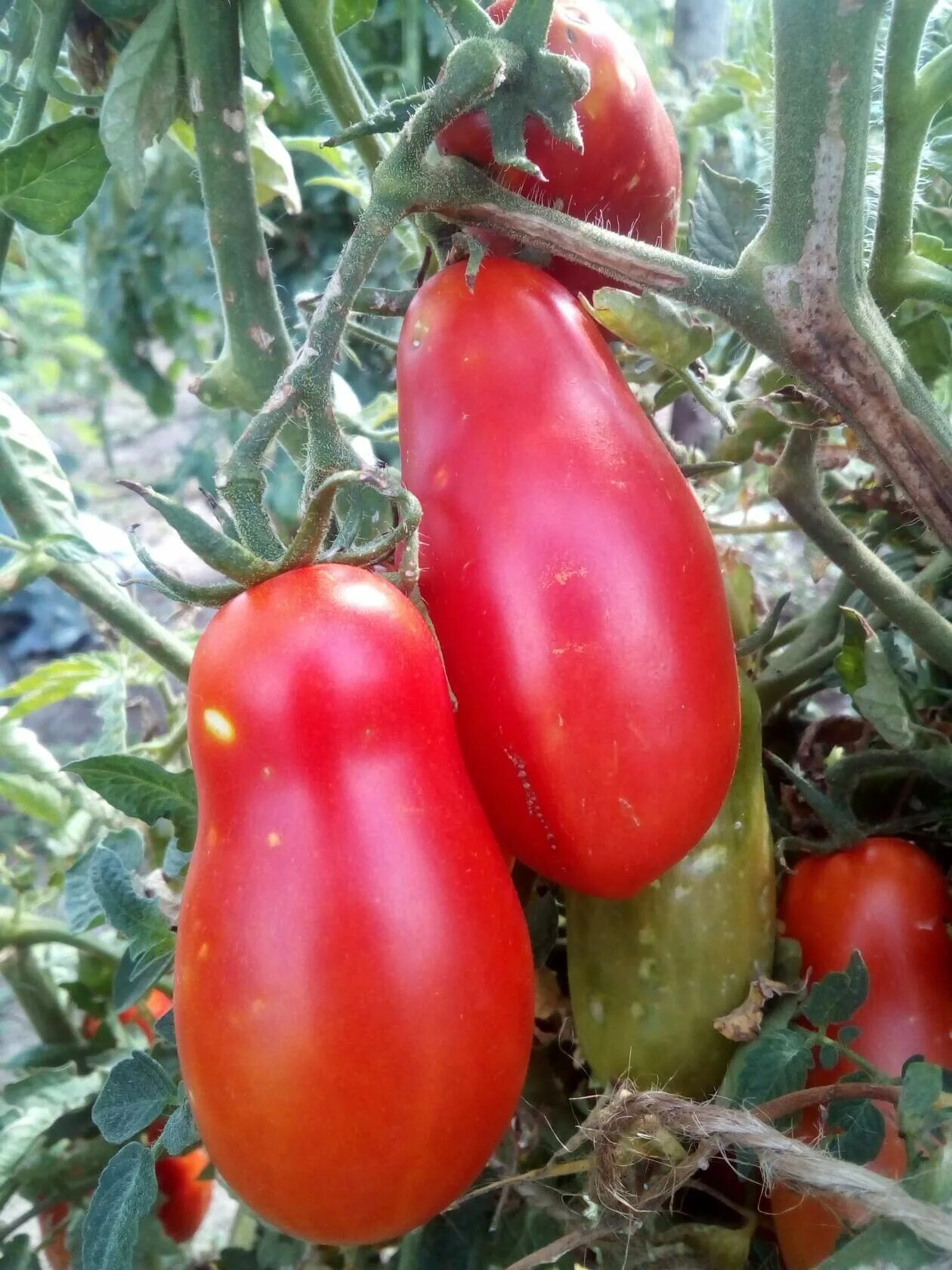 Tomato 10. Томат десять пальцев из Неаполя. Длинноплодные томаты. Помидоры длинноплодные партнер. Томат 5 пальцев Неаполя.