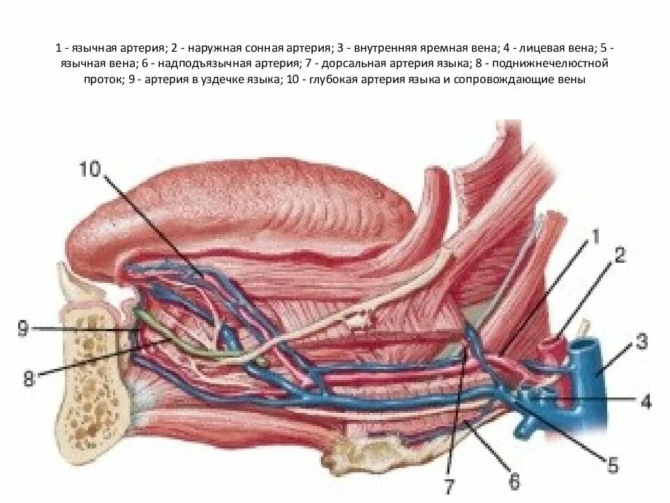 Язычная артерия анатомия. Подъязычная артерия анатомия. Воспаление внутренней оболочки вены латынь