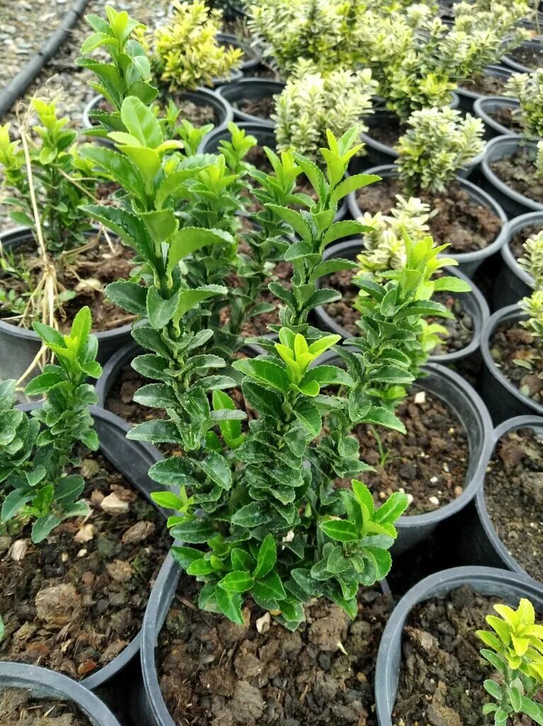 питомник эвкалипт лазаревское. бересклет бирючина. сочинский питомник растений. железнодорожник дк выставка саженцев плодовых. саженцы в сочи.