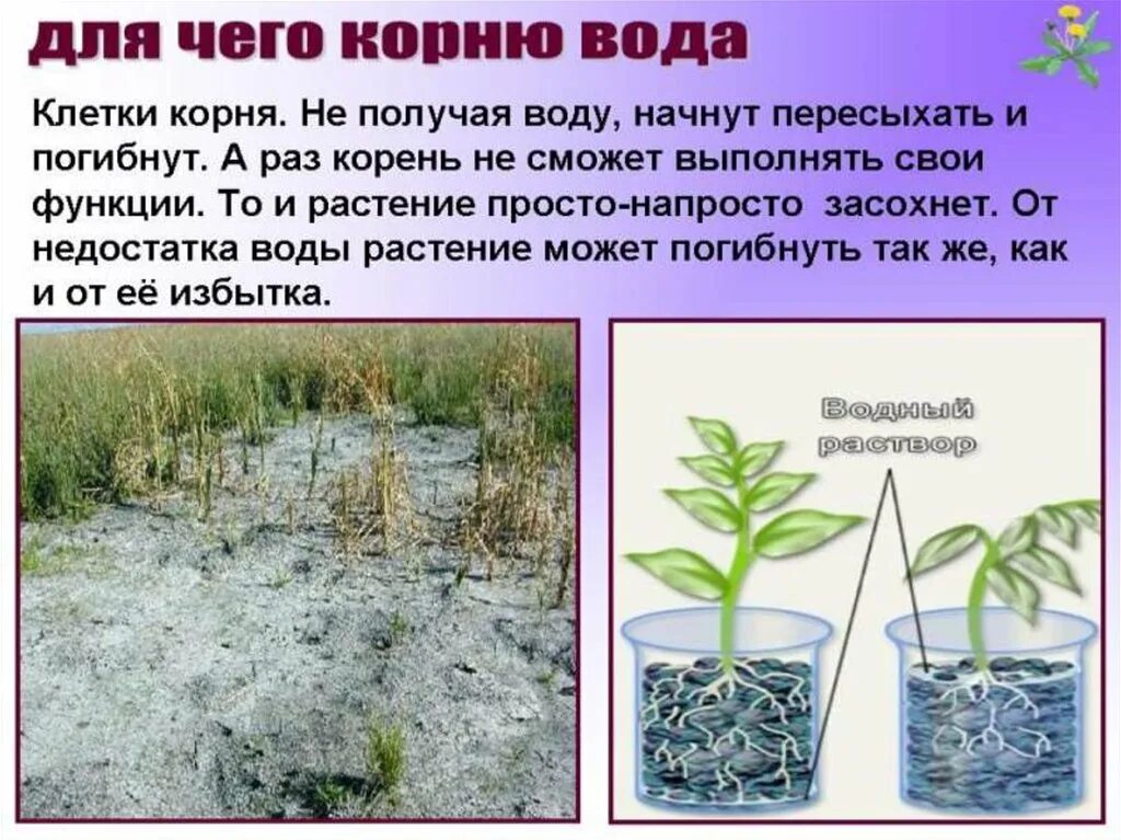 Корням растений вода необходима для