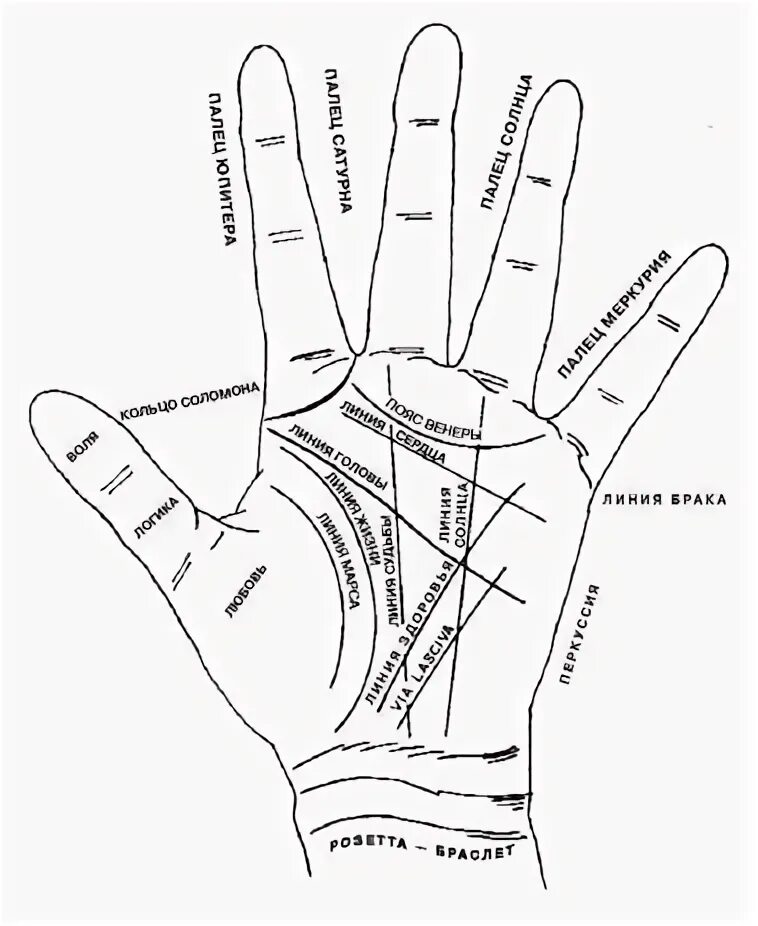 Линия жизни на руке значение у женщин. Линия ВИА ласкива на руке. Линия вдовы на руке хиромантия. Хиромантия линия Венеры. Хиромантия холм Аполлона знаки.