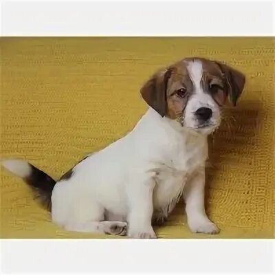 Щенка джек рассела в добрые руки