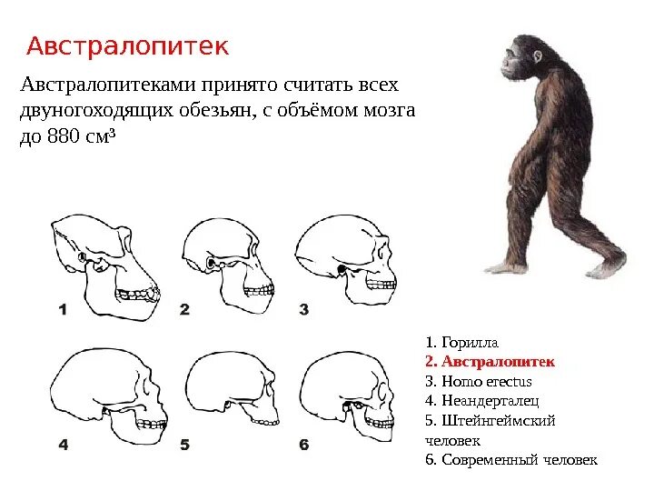 Эволюция размера мозга. Дриопитек характеристика объем мозга. Дриопитек строение. Эволюция головного мозга австралопитека. Дриопитек австралопитек.