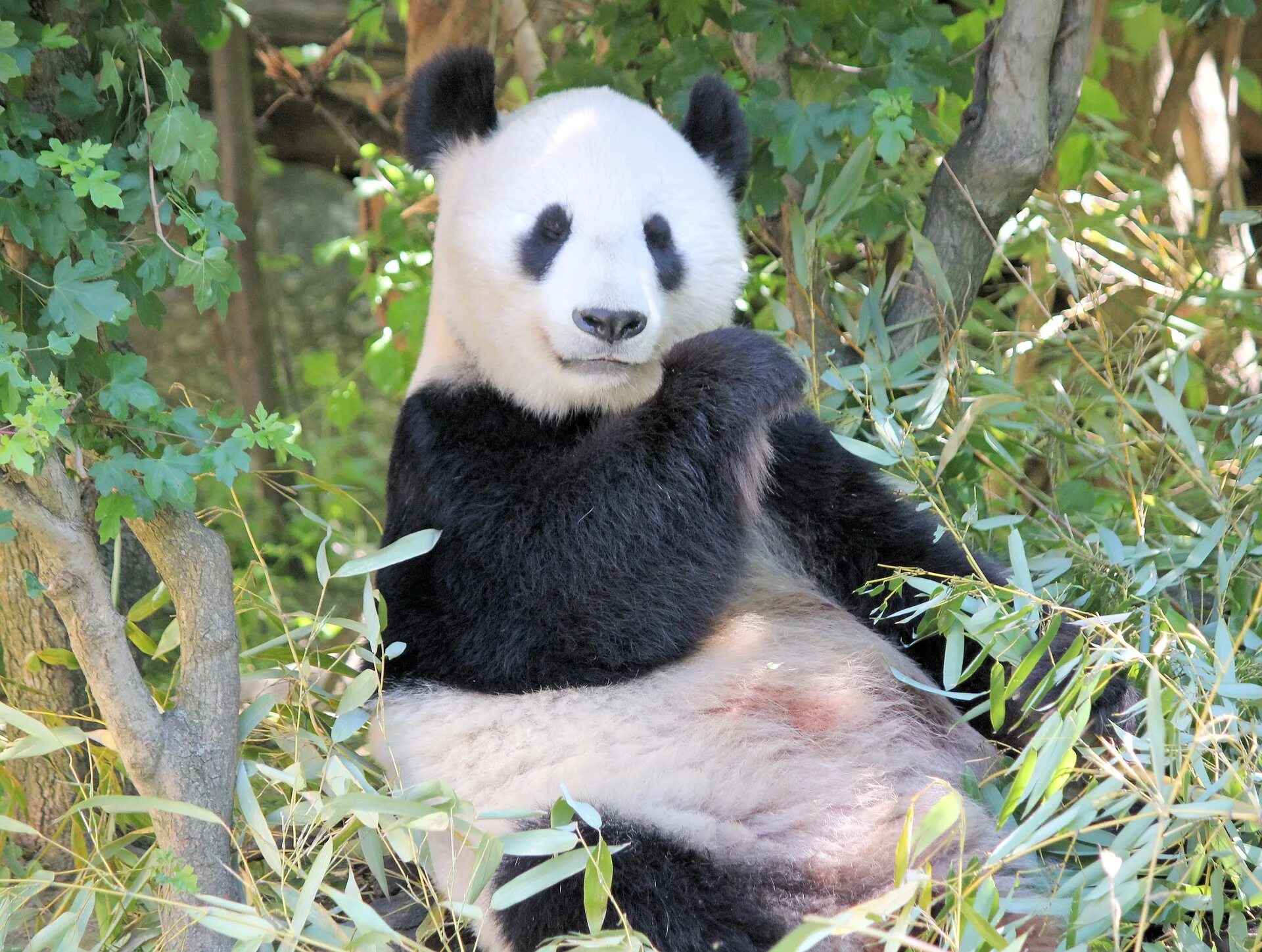 Панды едят мясо. Бамбу Панда. Панда фото. Панда на бамбуке. Гигантская Панда.