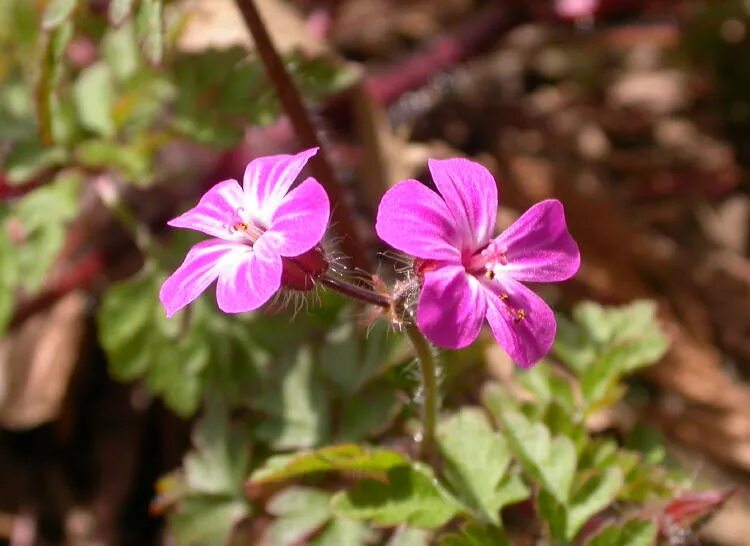 Geranium robertianum. Герань Робертианум. Герань 7