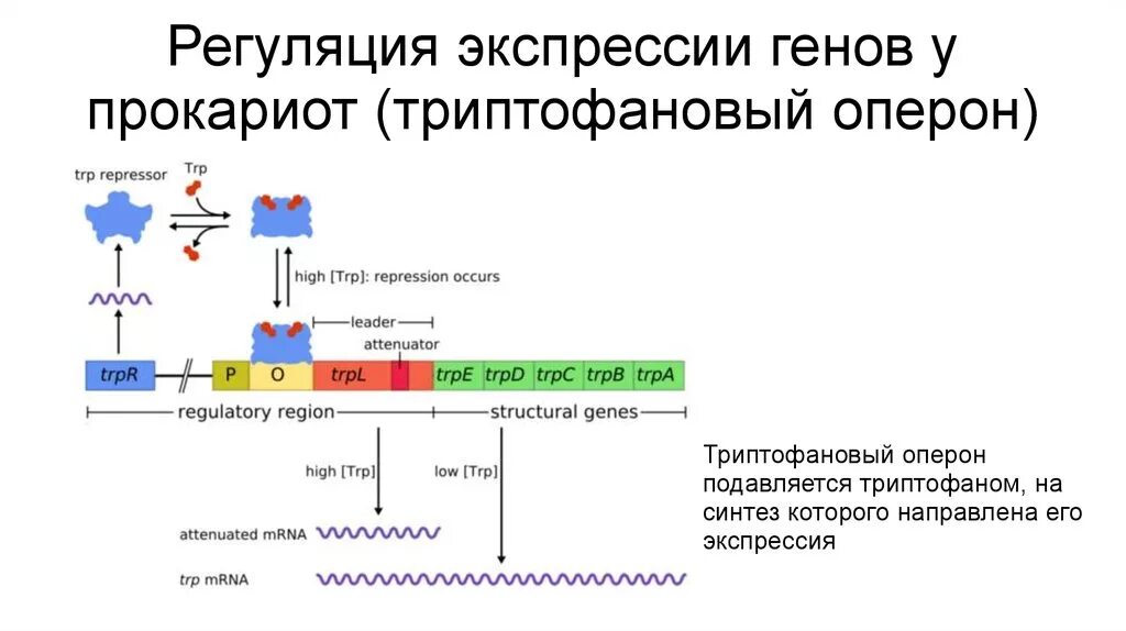 Регуляция у прокариот и эукариот. Структура оперона прокариот. Триптофановый оперон строение. Схема лактозного оперона у прокариот. Триптофановый оперон гены.