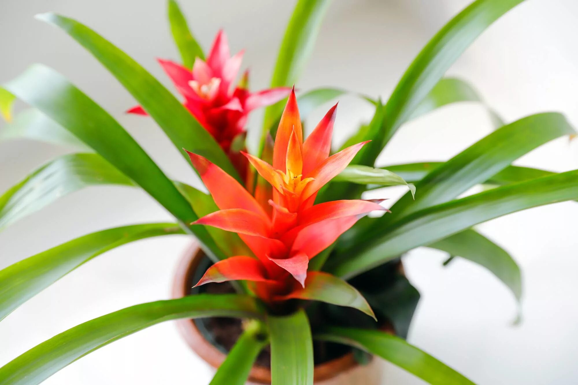 Бромелия Guzmania. Бромелия гузмания микс. Гузмания Никарагуанская (Guzmania nicaraguensis). Горшечное растение бромелия. Гузмания как ухаживать в домашних